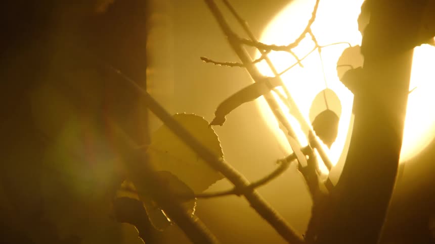 Upward view in the foreground of the silhouette of the trunk and branches of a tree against a strong golden sun