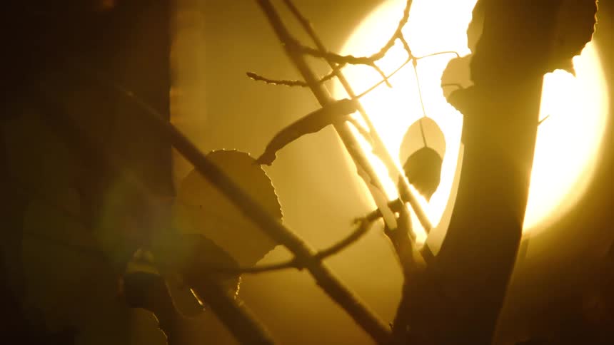 A silhouette of branches against a golden sunset