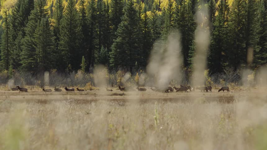 A herd of animals grazing on a grassy plain