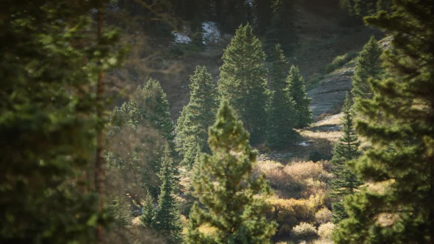 Forest with conifers during the day