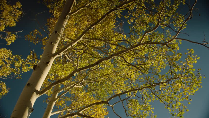 Tree with yellow leaves against a cloudless blue sky
