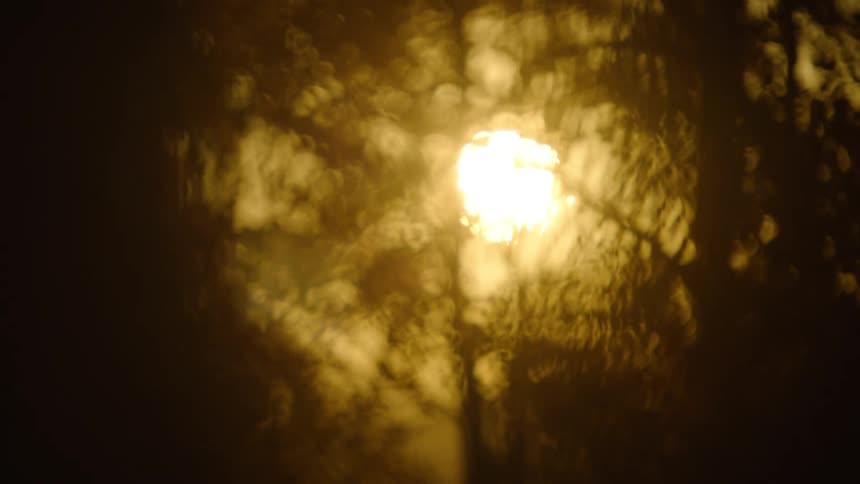 Silhouette of a forest with a golden sun reflecting