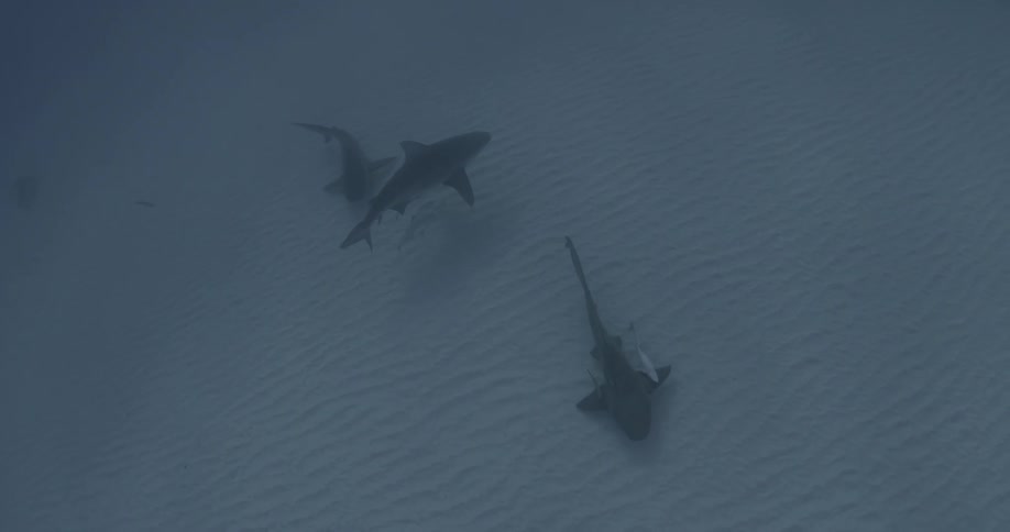 Sharks swimming on the ocean's floor