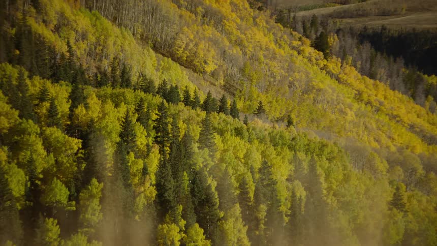 A pine tree forest on the slopes of a mountain