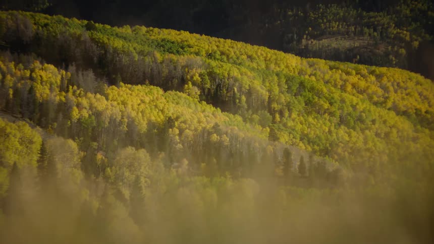 Green and yellow forest in the sprinkling rain