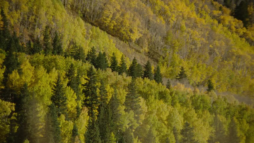 Landscape of yellowish and greenish conifers in the mountain