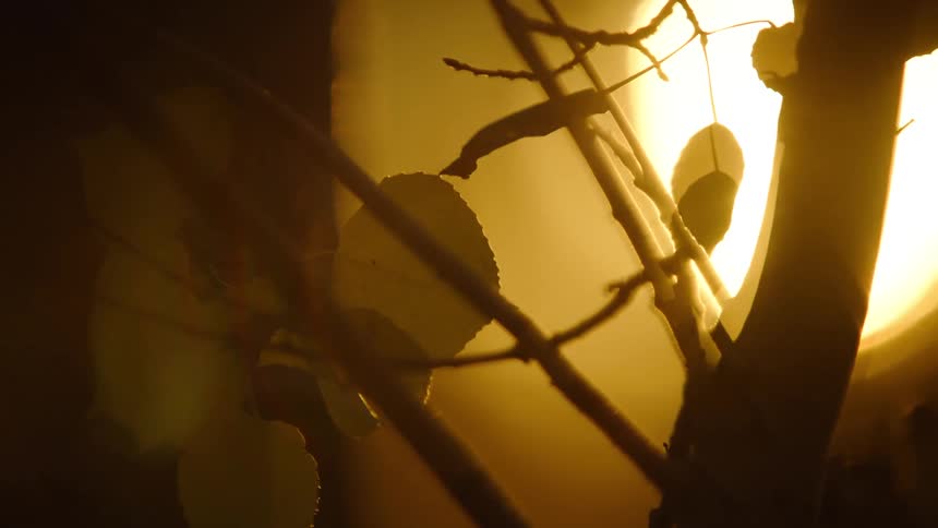 Silhouette of the trunk on branches of a tree with leaves buy a golden sun
