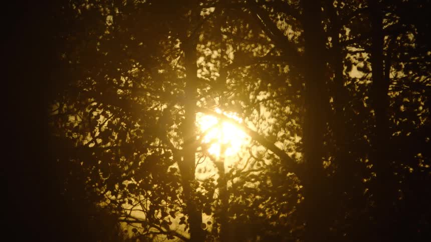 The sun between silhouettes of trees on a dark morning