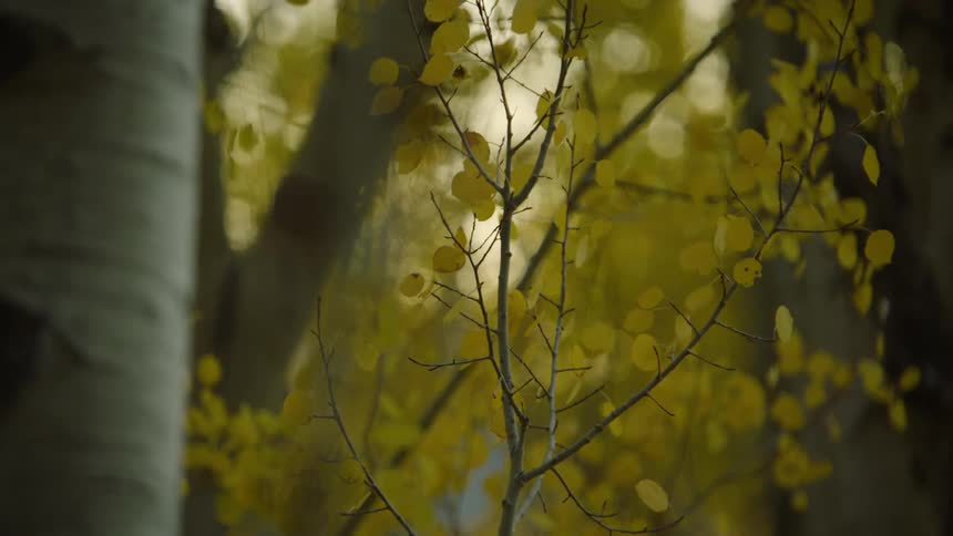 A closeup of yellow leaves on thin branches on a forest