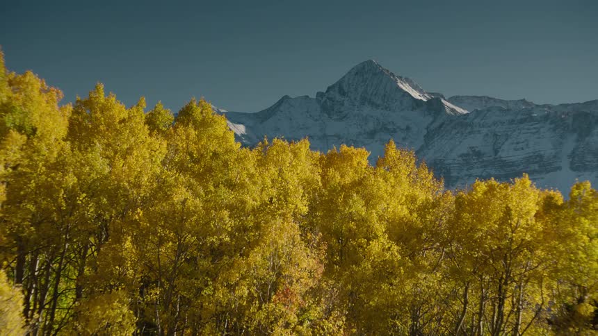 Nature of a forest with trees with yellowed leaves and snowy mountain ranges in the background