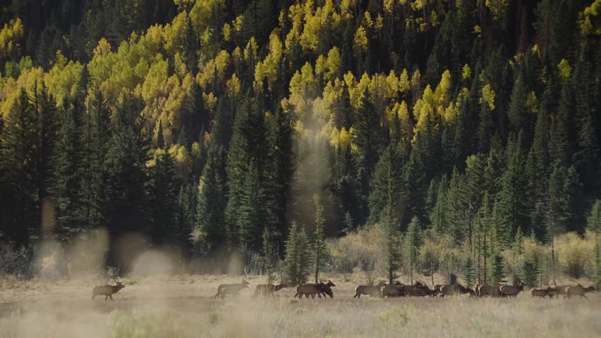 Wild animals walking in a herd through the jungle on a background with coniferous forest