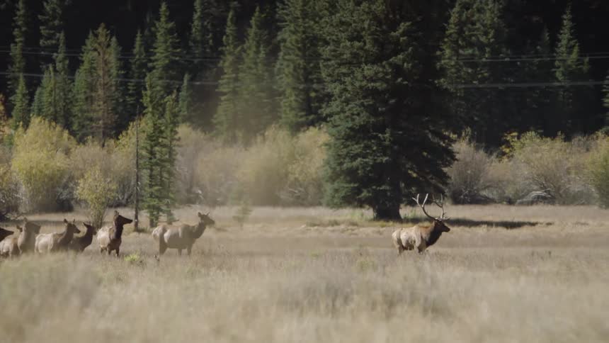 A herd of deer in a field with a forest in the background