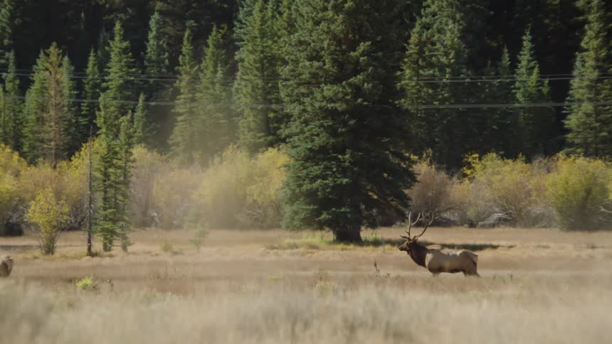 A large elk walks across a grassland