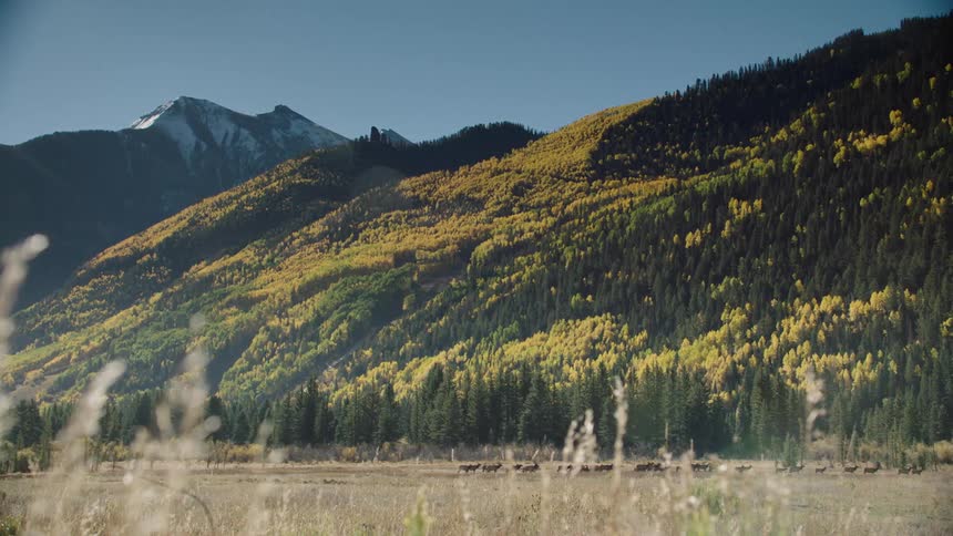 Natural landscape of a field with animals walking and in the background coniferous forest in the mountains