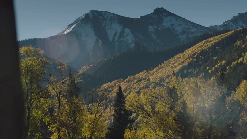 A clip of a forest from a screen