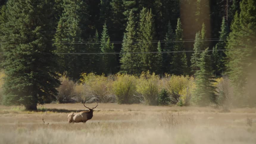 A deer standing in a field in the wilderness looking around