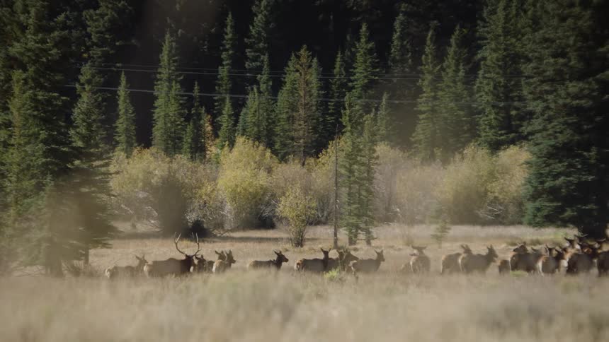 A herd of deer on the plains next to a pine tree forest