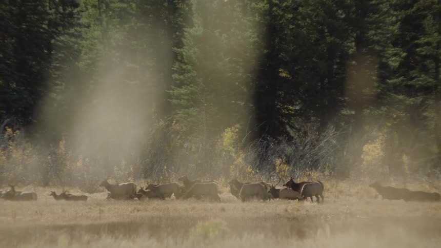 A group of wild animals walking in a herd near a pine forest
