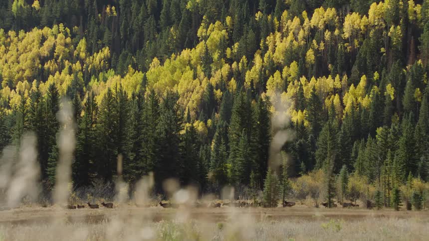 Herd walks across field at the base forest covered mountain slope
