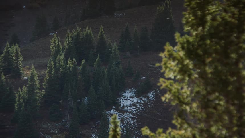 Aerial view of a dense pine tree forest with patches of snow on the ground