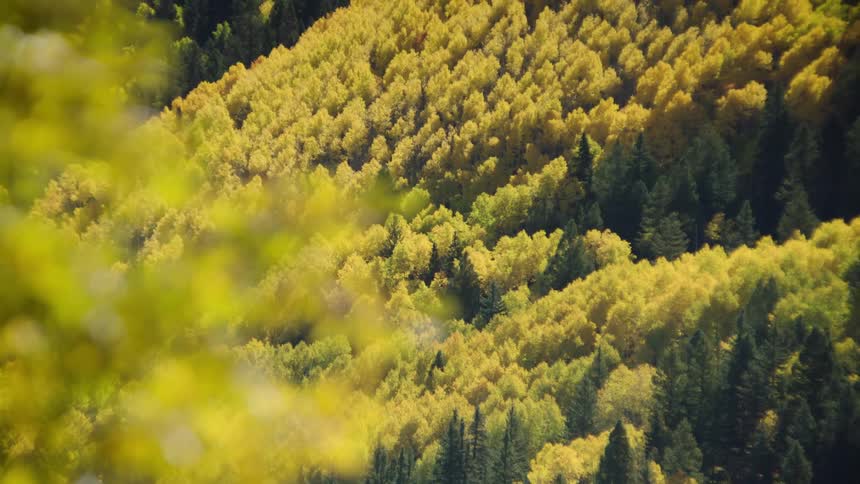 A dense forest with a mix of green and yellow foliage in the mountain slopes