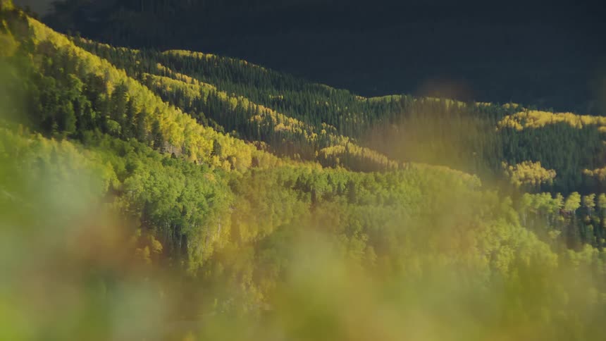 Wooded mountain with yellowish and greenish conifers during the day