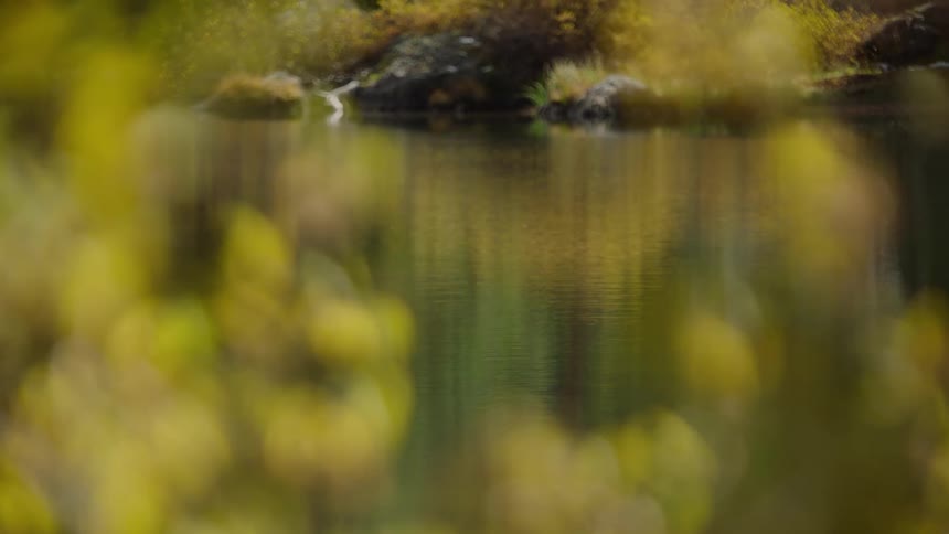 Landscape of a greenish lake with conifers around