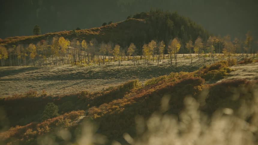 A region with lots of grass and some small trees in the background and a small hill