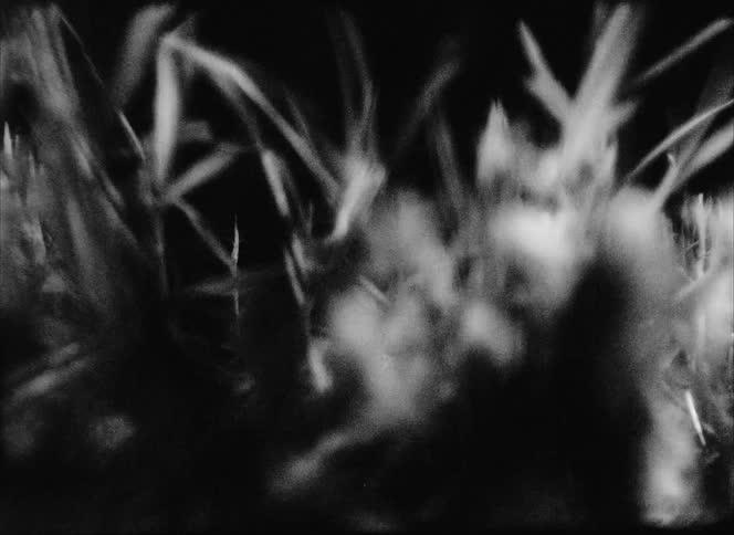 Close up of light shining on grass at night