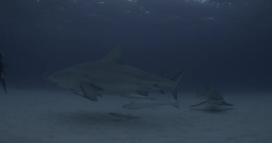 A large shark is swimming in the water with fish following towards a scuba diver