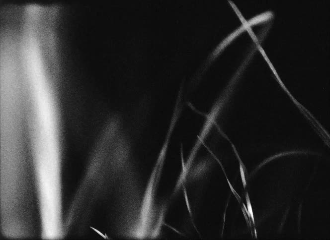 Extreme closeup of an abstract grass moving by the force of air