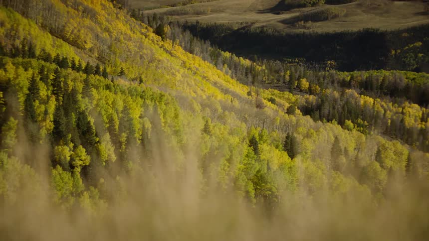 A dense forest with a mix of green and yellow foliage in the mountain slopes