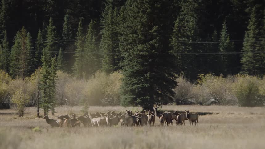 Group of deer in a jungle pasture and next to a forest with conifers