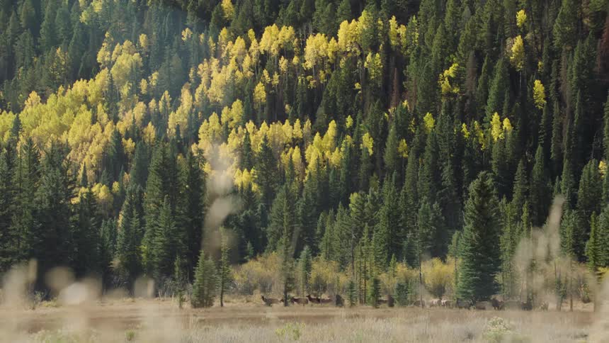 A group of wild animals in a region with a forest of tall pine trees