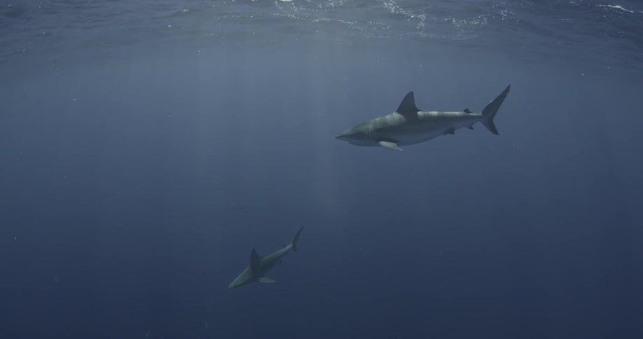 Two sharks swim in blue ocean water