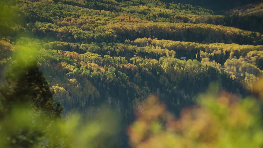 A landscape of a dense forest with trees showing autumn colors