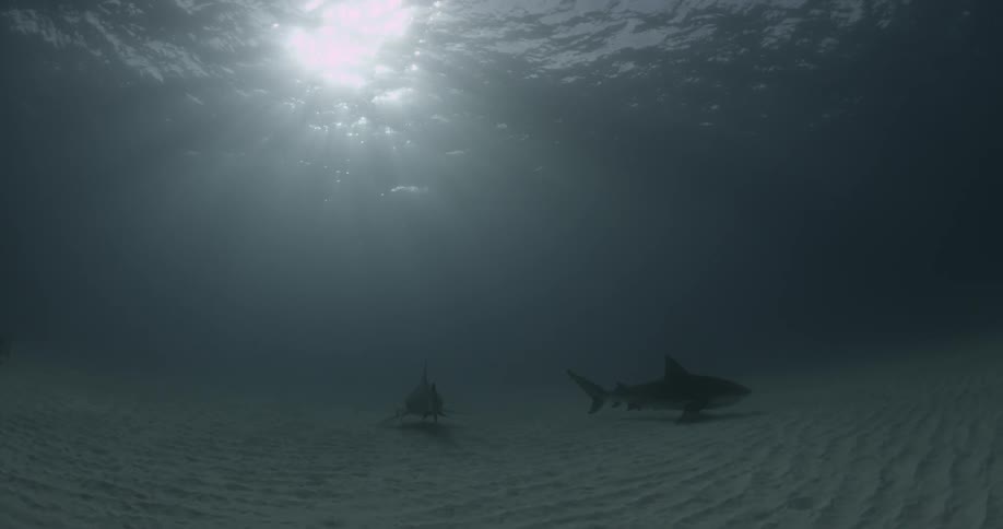 Three sharks are swimming on the ocean floor