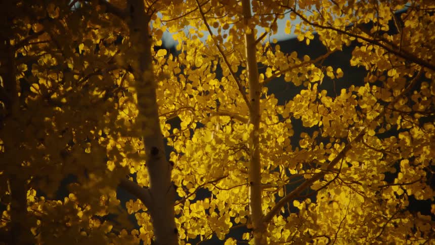 Trees with yellow leaves moving by the force of the wind