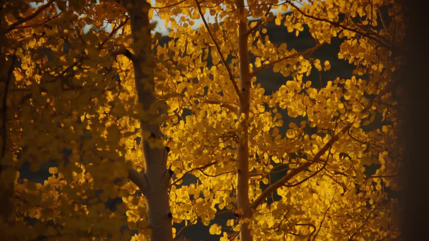 Trees with yellow spring leaves and the reflection of sunlight