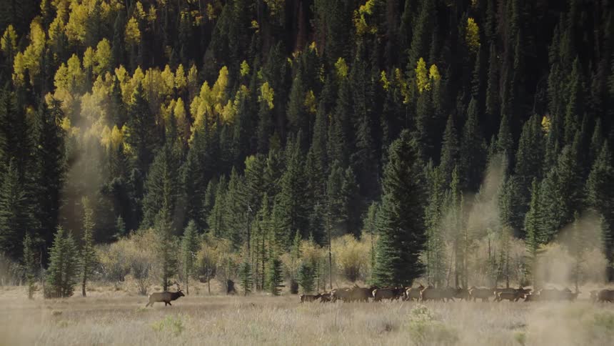 A herd of deer on a grass field nex to a forest