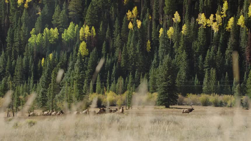 Deer in the wild next to a coniferous forest