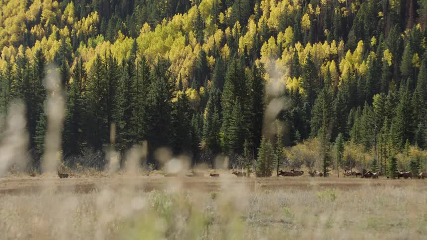 A herd of moose graze in an open field next to a forest