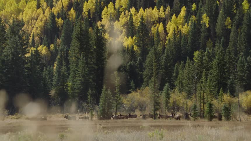Herd of wild animals roaming in a field in the wilderness