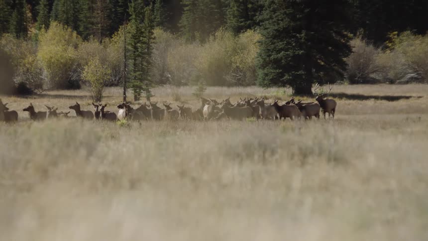 A herd of deer in a field with a forest in the background