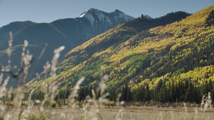 Landscape of mountains with yellowish conifers on a clean blue cell day and animals walking in the pasture