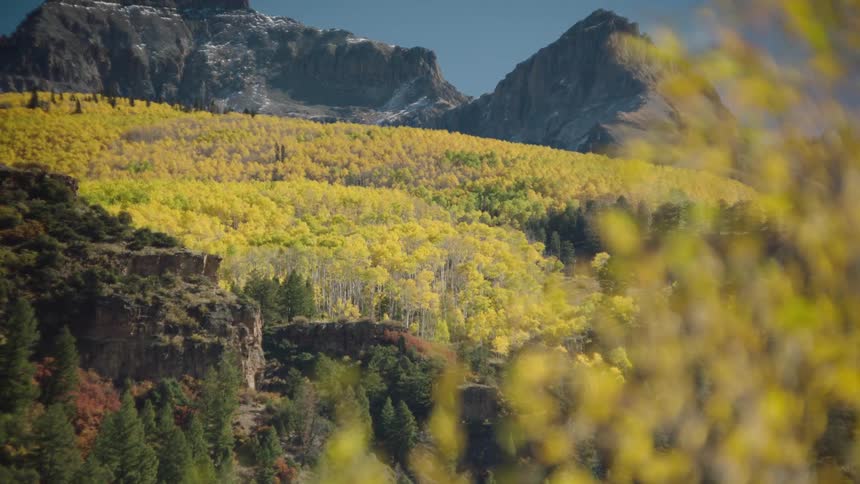 Mountains with yellowish conifers and is the background peaks with snow