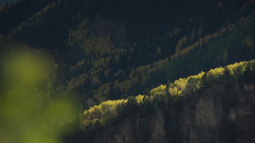 Mountains and cliffs covered in forests with yellowish and greenish conifers