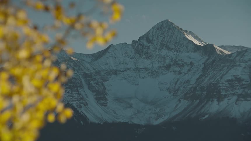Tree with yellow leaves in the foreground and mountain range with snow in the background