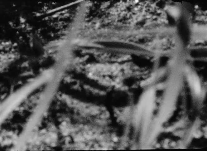 Soil with clay and leaves