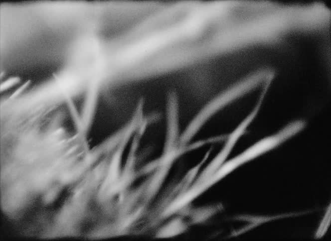 Blades of grass in a wind
